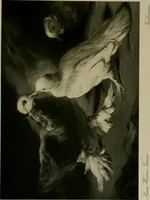 An illustration from Deutsches barock und rokoko : herausgegeben im anschluss an die Jahrhundert-ausstellung deutscher kunst 1650-1800, Darmstadt, 1914 (1914)
