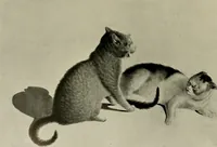 An illustration from Deutsches barock und rokoko : herausgegeben im anschluss an die Jahrhundert-ausstellung deutscher kunst 1650-1800, Darmstadt, 1914 (1914)