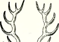 An illustration from Deutsches Geschlechterbuch (Genealogisches Handbuch bürgerlicher Familien.) (1889)