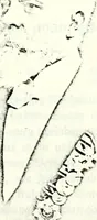 Picture 1 of 29 from Deutsches Geschlechterbuch (Genealogisches Handbuch bürgerlicher Familien.) (1889), leaf 8