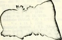 An illustration from Deutsches Geschlechterbuch (Genealogisches Handbuch bürgerlicher Familien.) (1889)