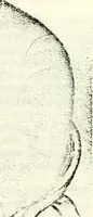 An illustration from Deutsches Geschlechterbuch (Genealogisches Handbuch bürgerlicher Familien.) (1889)