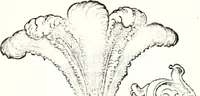 An illustration from Deutsches Geschlechterbuch (Genealogisches Handbuch bürgerlicher Familien.) (1889)