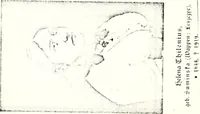 An illustration from Deutsches Geschlechterbuch (Genealogisches Handbuch bürgerlicher Familien.) (1889)