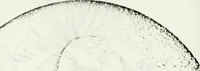 An illustration from Deutsches Geschlechterbuch (Genealogisches Handbuch bürgerlicher Familien.) (1889)