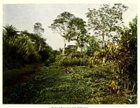 An illustration from Deutschlands Kolonien in achtzig farbenphotographischen Abbildungen : nach eigenen Naturaufnahmen (1914)