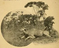 An illustration from Deux ans au Katanga : notes et impressions (1922)