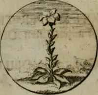 An illustration from Devises et emblemes anciennes & modernes, tirées des plus celebres auteurs, oder, Emblematische Gemüths-Vergnügung : bey Betrachtung siben hundert und funffzehen der curieusesten und ergötzlichen Sinn-Bildern, mit ihren zuständigen teutsch-lateinisch-französisch- und italianischen Beyschrifften (1695)