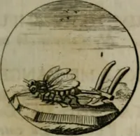 An illustration from Devises et emblemes anciennes & modernes, tirées des plus celebres auteurs, oder, Emblematische Gemüths-Vergnügung : bey Betrachtung siben hundert und funffzehen der curieusesten und ergötzlichen Sinn-Bildern, mit ihren zuständigen teutsch-lateinisch-französisch- und italianischen Beyschrifften (1695)