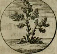An illustration from Devises et emblemes anciennes & modernes, tirées des plus celebres auteurs, oder, Emblematische Gemüths-Vergnügung : bey Betrachtung siben hundert und funffzehen der curieusesten und ergötzlichen Sinn-Bildern, mit ihren zuständigen teutsch-lateinisch-französisch- und italianischen Beyschrifften (1695)