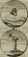 An illustration from Devises et emblemes anciennes & modernes, tirées des plus celebres auteurs, oder, Emblematische Gemüths-Vergnügung : bey Betrachtung siben hundert und funffzehen der curieusesten und ergötzlichen Sinn-Bildern, mit ihren zuständigen teutsch-lateinisch-französisch- und italianischen Beyschrifften (1695)