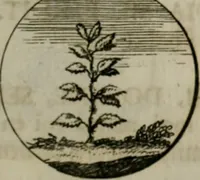 An illustration from Devises et emblemes anciennes & modernes, tirées des plus celebres auteurs, oder, Emblematische Gemüths-Vergnügung : bey Betrachtung siben hundert und funffzehen der curieusesten und ergötzlichen Sinn-Bildern, mit ihren zuständigen teutsch-lateinisch-französisch- und italianischen Beyschrifften (1695)