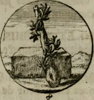 An illustration from Devises et emblemes anciennes & modernes, tirées des plus celebres auteurs, oder, Emblematische Gemüths-Vergnügung : bey Betrachtung siben hundert und funffzehen der curieusesten und ergötzlichen Sinn-Bildern, mit ihren zuständigen teutsch-lateinisch-französisch- und italianischen Beyschrifften (1695)