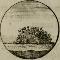 An illustration from Devises et emblemes anciennes & modernes, tirées des plus celebres auteurs, oder, Emblematische Gemüths-Vergnügung : bey Betrachtung siben hundert und funffzehen der curieusesten und ergötzlichen Sinn-Bildern, mit ihren zuständigen teutsch-lateinisch-französisch- und italianischen Beyschrifften (1695)