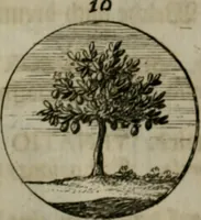 An illustration from Devises et emblemes anciennes & modernes, tirées des plus celebres auteurs, oder, Emblematische Gemüths-Vergnügung : bey Betrachtung siben hundert und funffzehen der curieusesten und ergötzlichen Sinn-Bildern, mit ihren zuständigen teutsch-lateinisch-französisch- und italianischen Beyschrifften (1695)