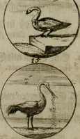 An illustration from Devises et emblemes anciennes & modernes, tirées des plus celebres auteurs, oder, Emblematische Gemüths-Vergnügung : bey Betrachtung siben hundert und funffzehen der curieusesten und ergötzlichen Sinn-Bildern, mit ihren zuständigen teutsch-lateinisch-französisch- und italianischen Beyschrifften (1695)