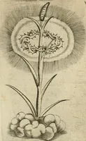 An illustration from Devises heroiques et emblemes (1622)