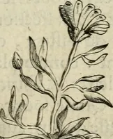 An illustration from Devises heroiques et emblemes (1622)