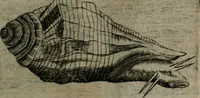 An illustration from Devises heroiques, et emblemes (1614)