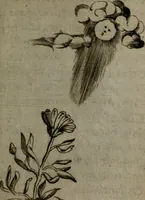 An illustration from Devises heroiques, et emblemes (1614)