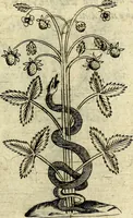 An illustration from Devises heroiques, et emblemes (1614)