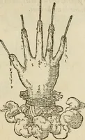 An illustration from Devises heroïqves (1557)