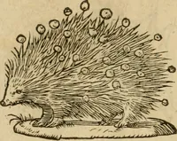 An illustration from Devises heroïqves (1557)