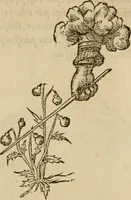 An illustration from Devises heroïqves (1557)