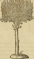 An illustration from Devises heroïqves (1557)