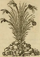 An illustration from Devises heroïqves (1557)