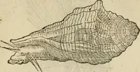 An illustration from Devises heroïqves (1557)