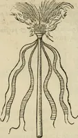 An illustration from Devises heroïqves (1557)