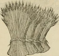 An illustration from Devises heroïqves (1557)