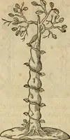 An illustration from Devises heroïqves (1557)