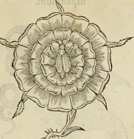 An illustration from Devises heroïqves (1557)