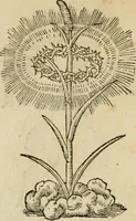 An illustration from Devises heroïqves (1557)