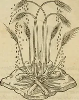 An illustration from Devises heroïqves (1557)