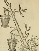 An illustration from Devises heroïqves (1557)
