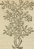 An illustration from Devises heroïqves (1557)