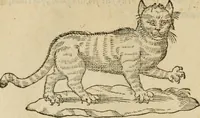 An illustration from Devises heroïqves (1557)