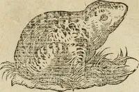 An illustration from Devises heroïqves (1557)