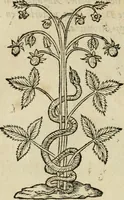 An illustration from Devises heroïqves (1557)