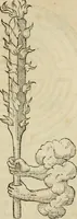 An illustration from Devises heroïqves (1557)