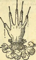 An illustration from Devises heroïqves (1557)
