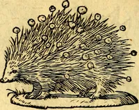 Picture 91 of 178 from Devises heroïqves (1557), leaf 145