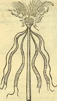 Picture 112 of 178 from Devises heroïqves (1557), leaf 170