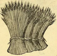 Picture 138 of 178 from Devises heroïqves (1557), leaf 206