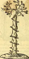 Picture 144 of 178 from Devises heroïqves (1557), leaf 213