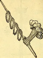 Picture 151 of 178 from Devises heroïqves (1557), leaf 223
