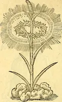 Picture 163 of 178 from Devises heroïqves (1557), leaf 245